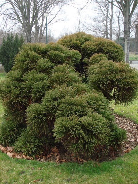 Cryptomeria japonica 'Globosa'